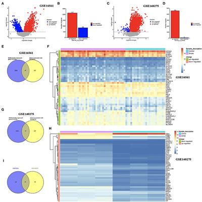 Bioinformatics Identification of Ferroptosis-Related Biomarkers and Therapeutic Compounds in Ischemic Stroke